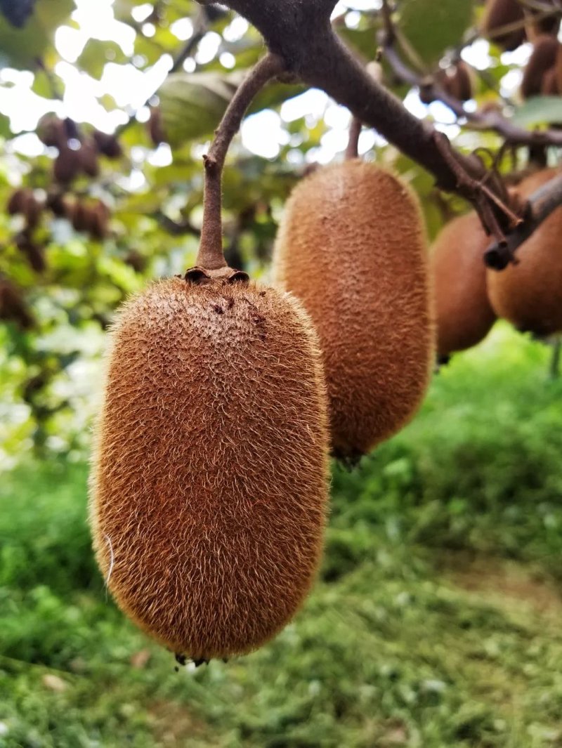 阙氏商城怎么样